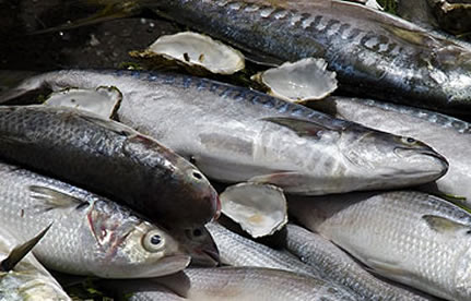 冻鱼入口流程和手续？？？？？？？？