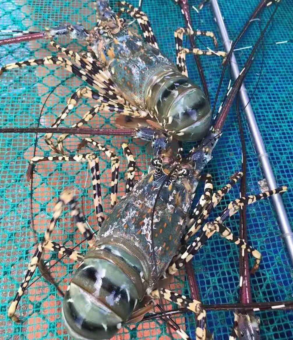 鉴黑担保网(jhdbw)·最具权威唯一维权担保平台