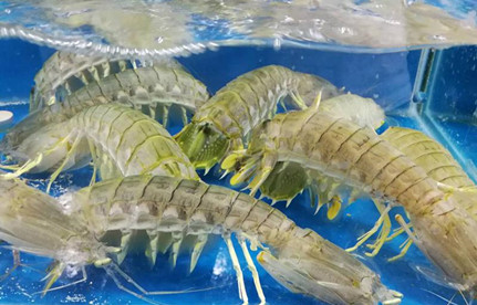 海鲜怎么入口报关？？？？？？？有哪些注重事项？？？？？？？